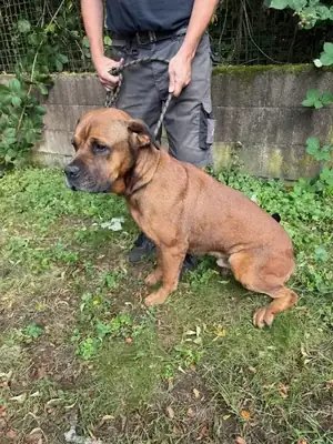 Nemo – Cane Corso Italiano – Bild 3