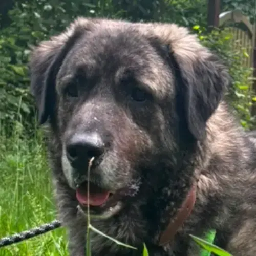 Molly -  - Bild 1