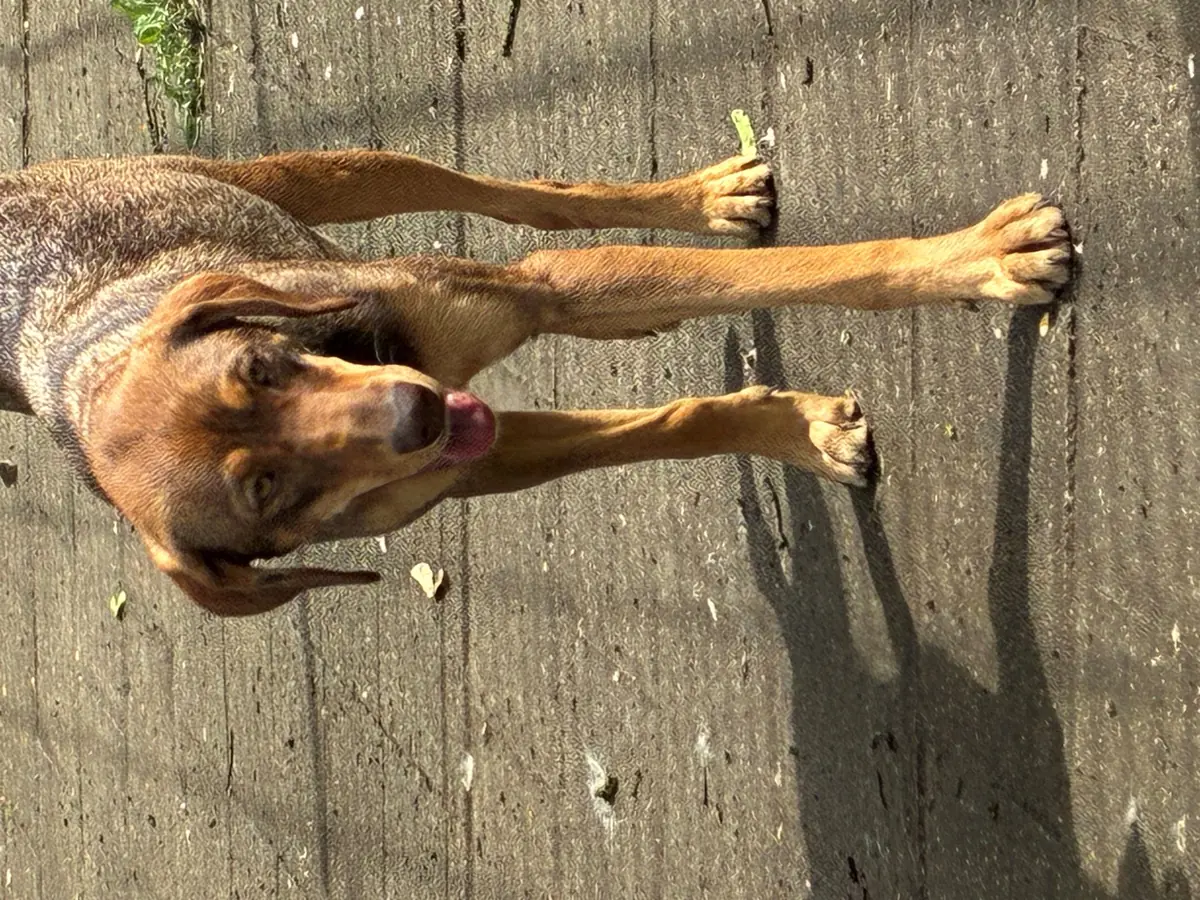 Tilda -  - Bild 3