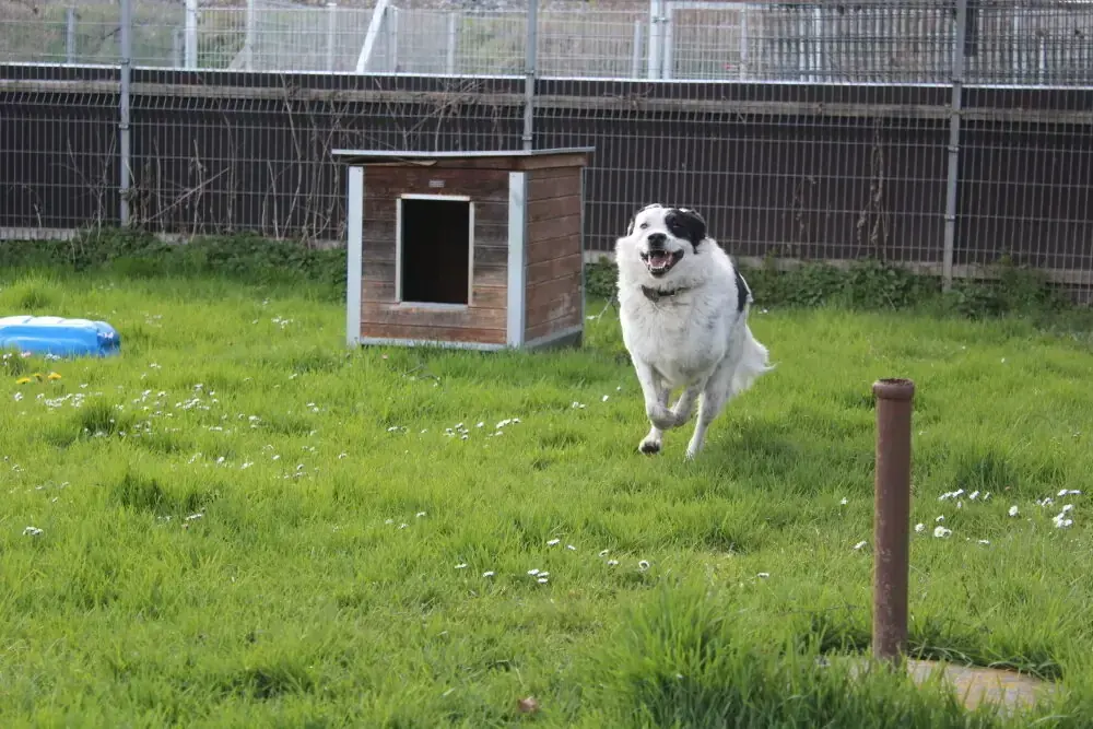 Timon -  - Bild 2