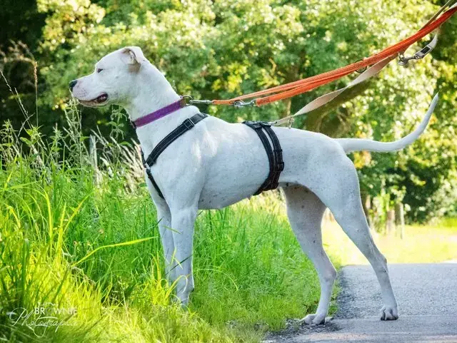 Bonny - Dogo Argentino - Bild 23