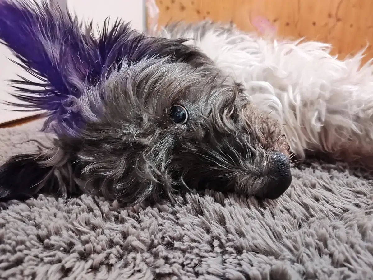 Paco -  - Bild 3