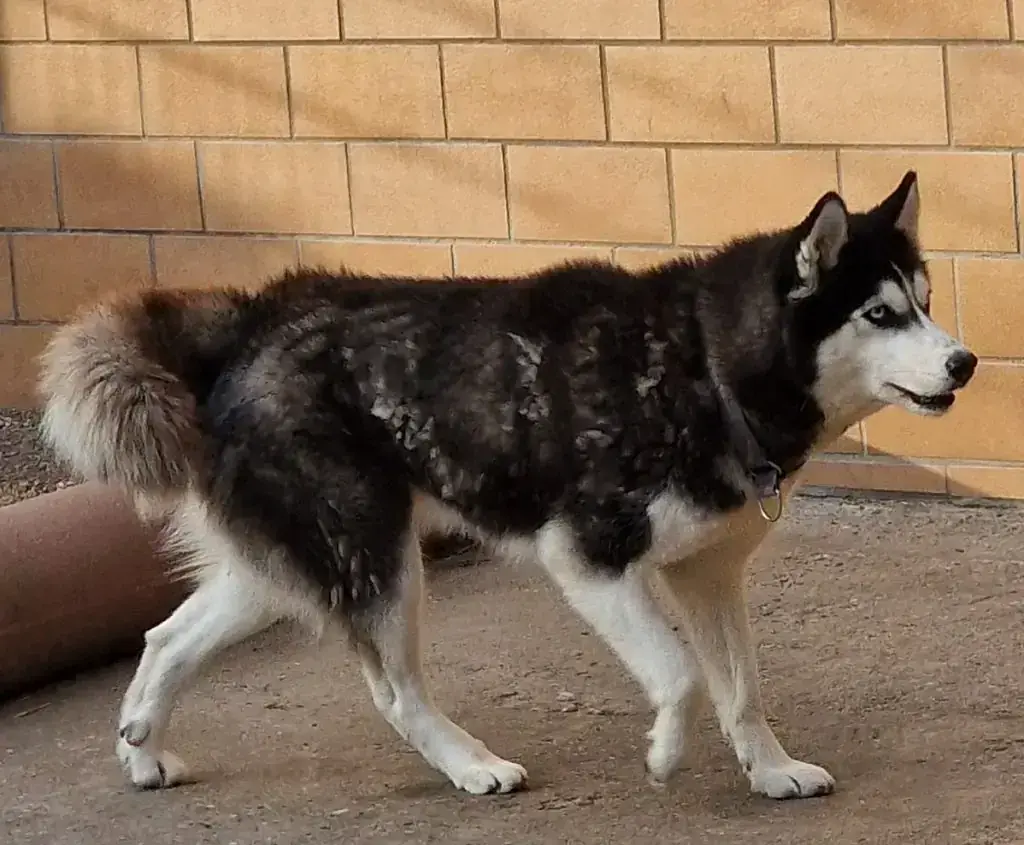 Cleo – Siberian Husky – Bild 2