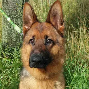 Tizian - Deutscher Schäferhund - Bild 1