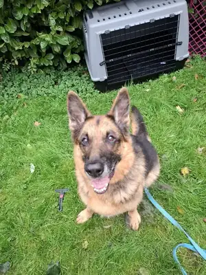 Aaron – Deutscher Schäferhund – Bild 8