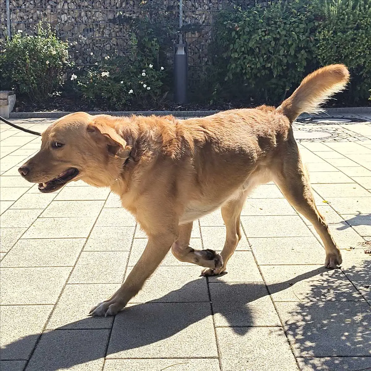 Indigo - Labrador Retriever - Bild 3