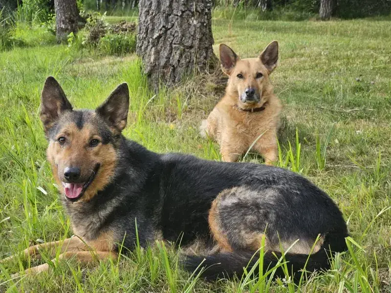 Lando -  - Bild 2