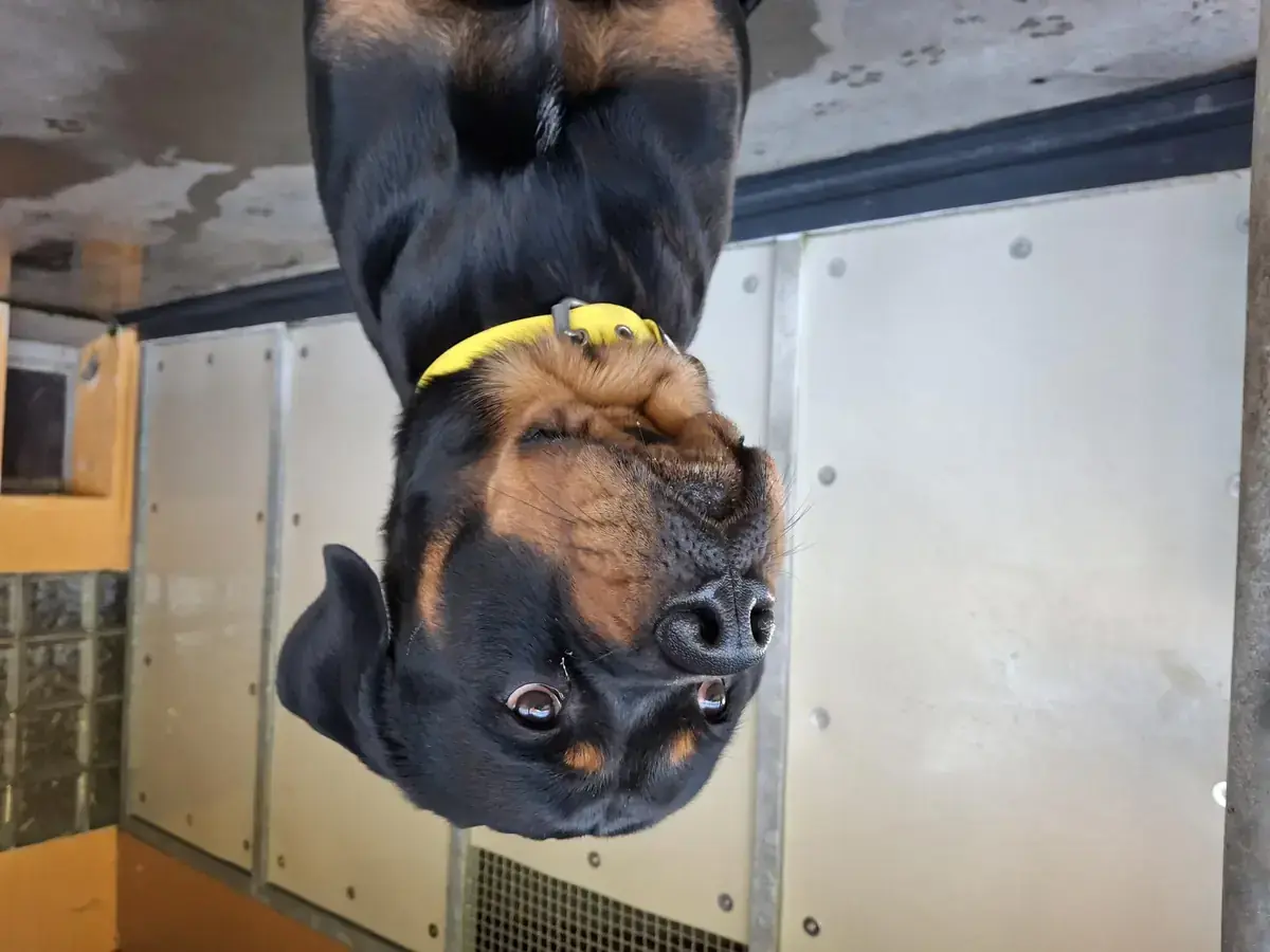 Smokey - Rottweiler - Bild 1