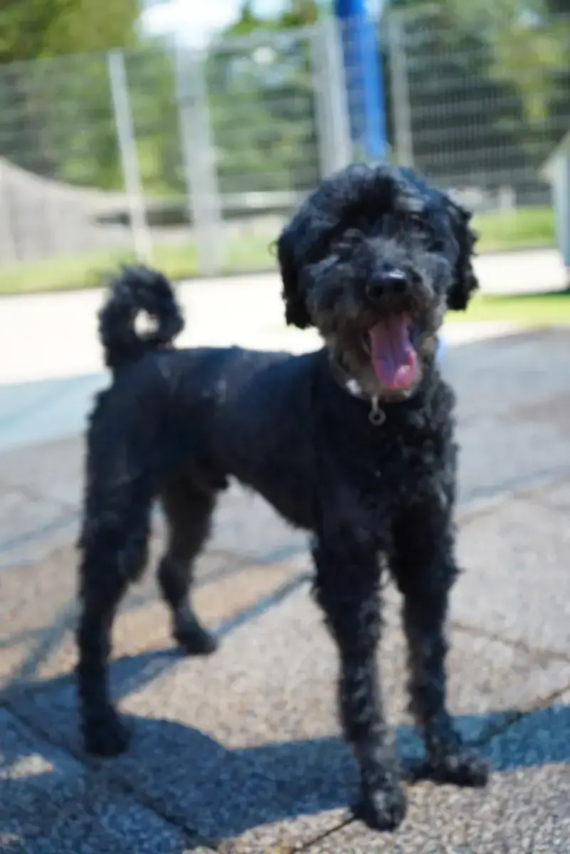 Blacky - Pudel - Bild 13