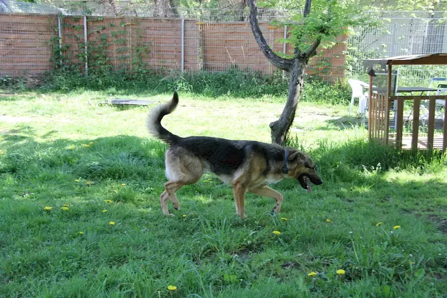 Billy - Deutscher Schäferhund - Bild 4