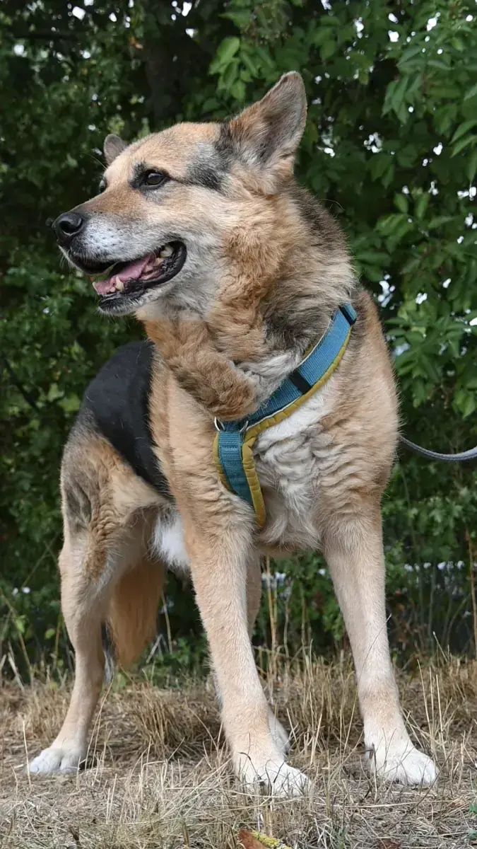 Leevi -  - Bild 4