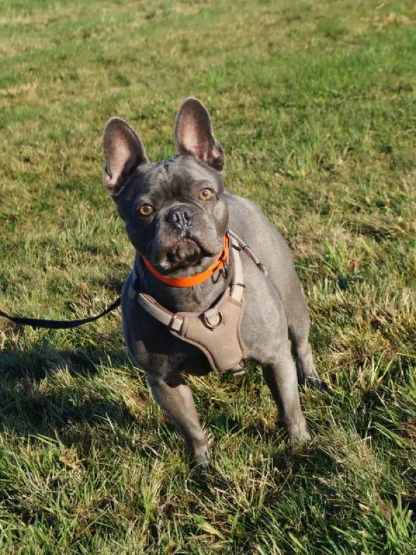 Cooper -  - Bild 7
