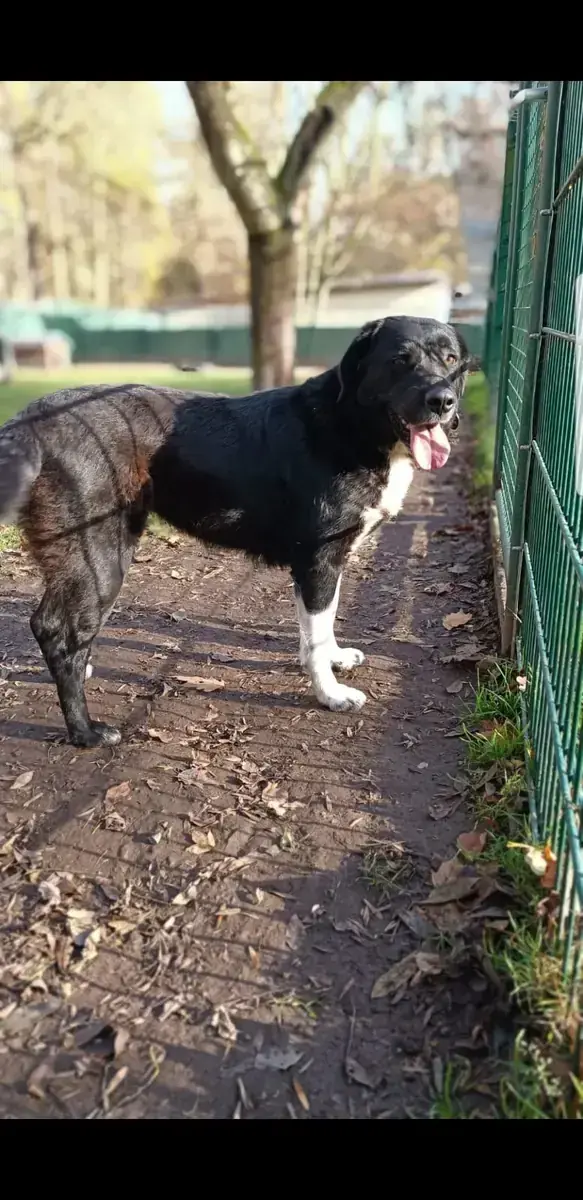 Mix Cora