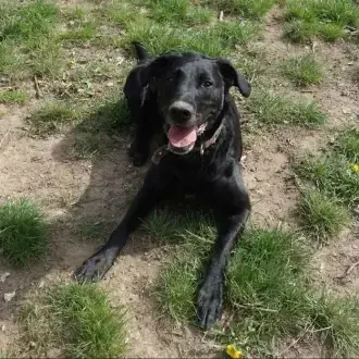 Neo - Labrador Retriever - Bild 9