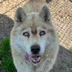 Siberian Husky Red