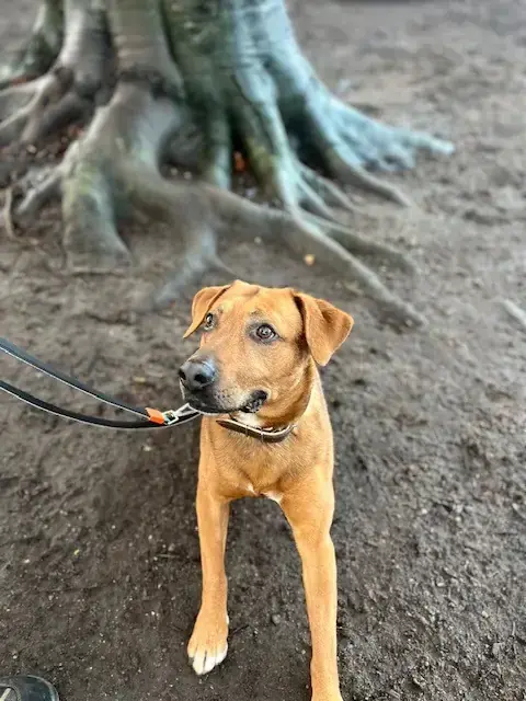 Simba - Labrador Retriever - Bild 2