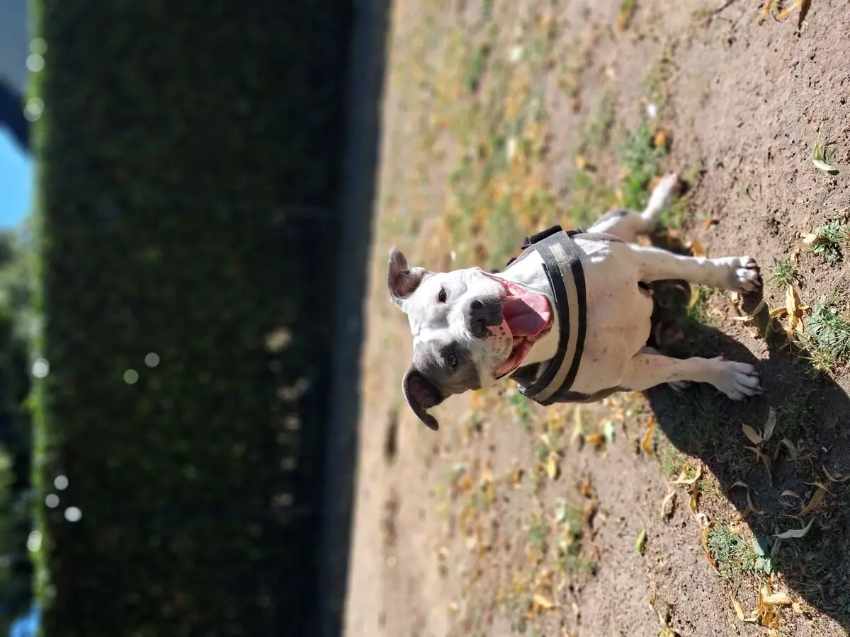Gulia -  - Bild 4