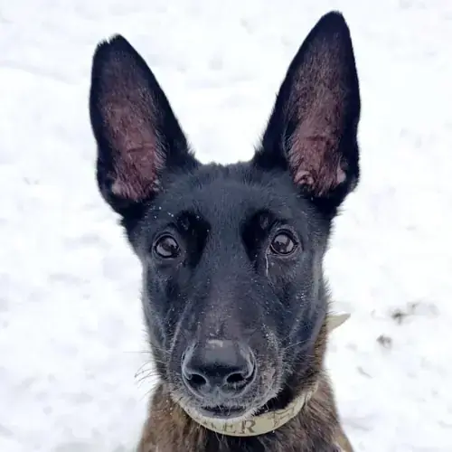 Hund Trüffel