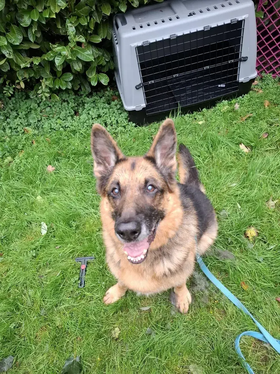 Aaron - Deutscher Schäferhund - Bild 8