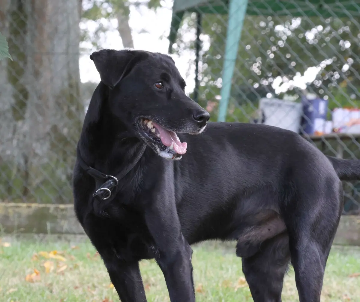 Mailo - Labrador Retriever - Bild 2