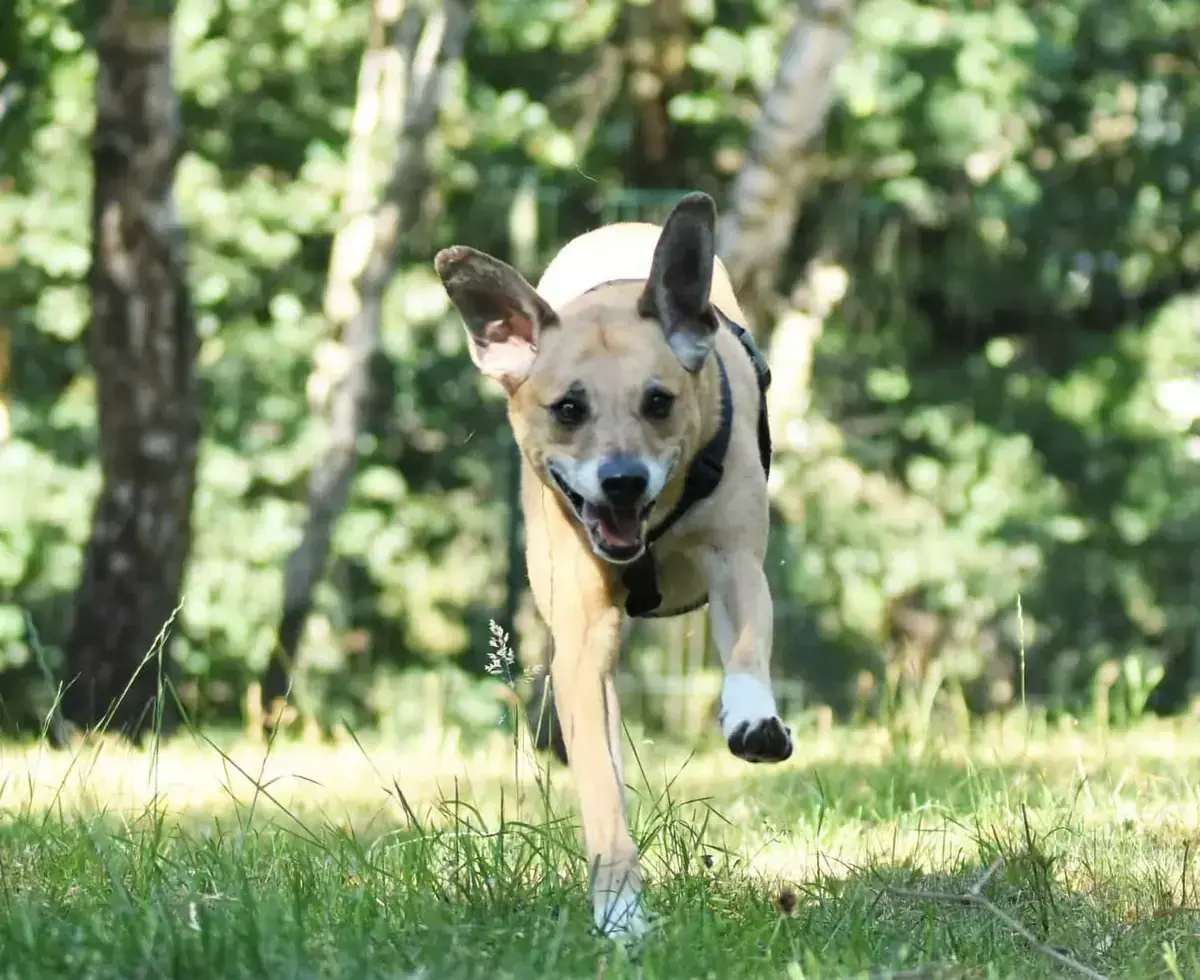Spike -  - Bild 4