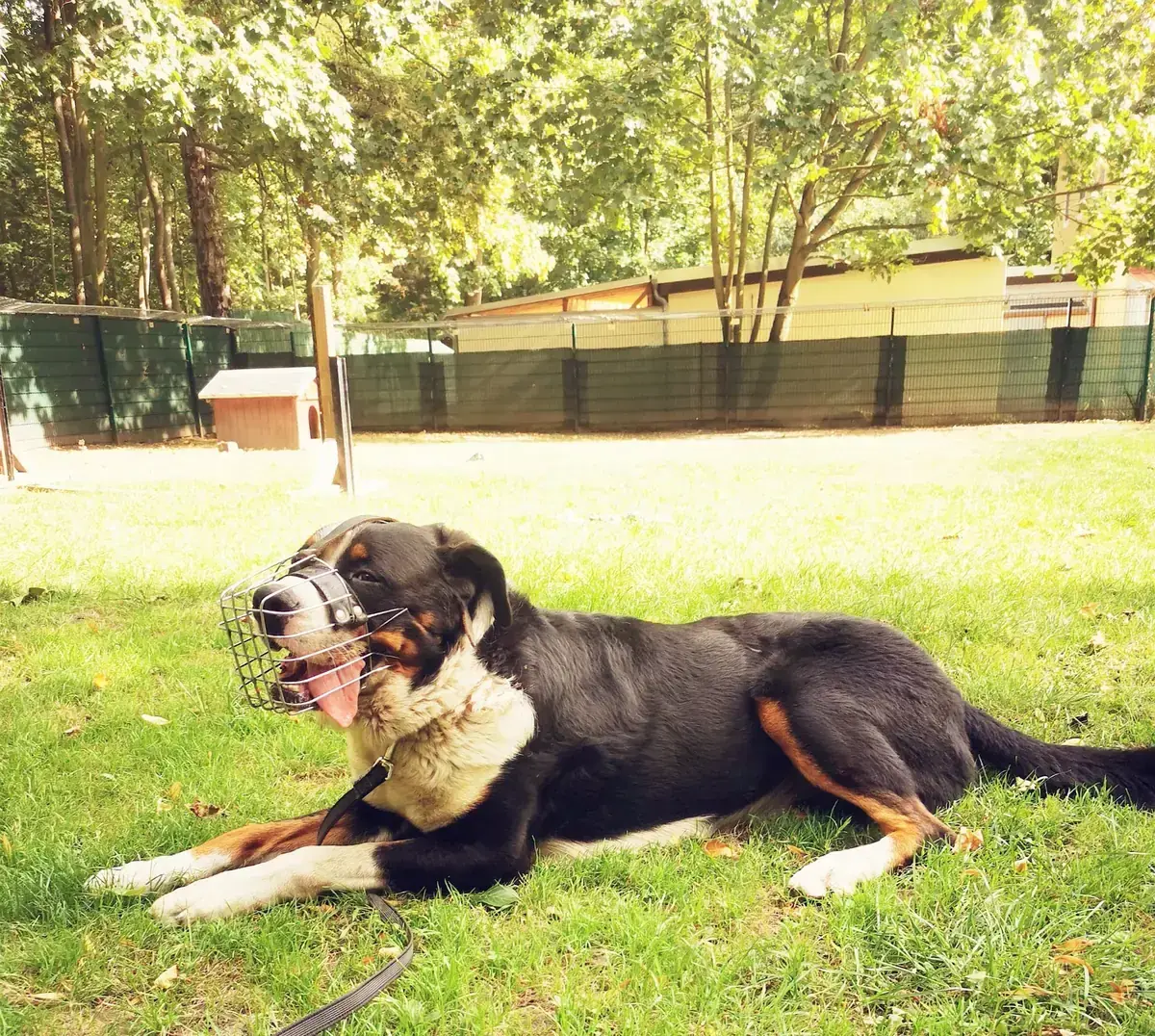 Bruno -  - Bild 4