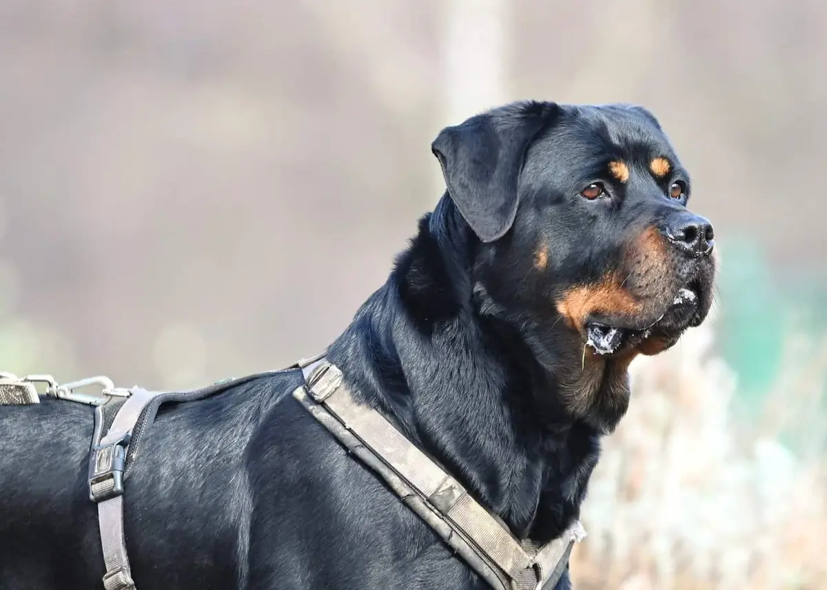 Mara - Rottweiler - Bild 4