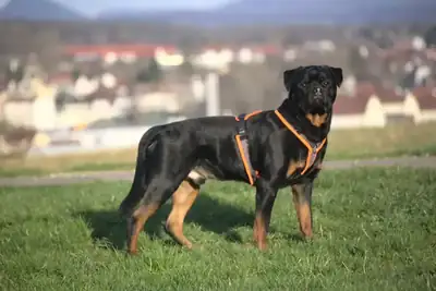 Eick – Rottweiler – Bild 6