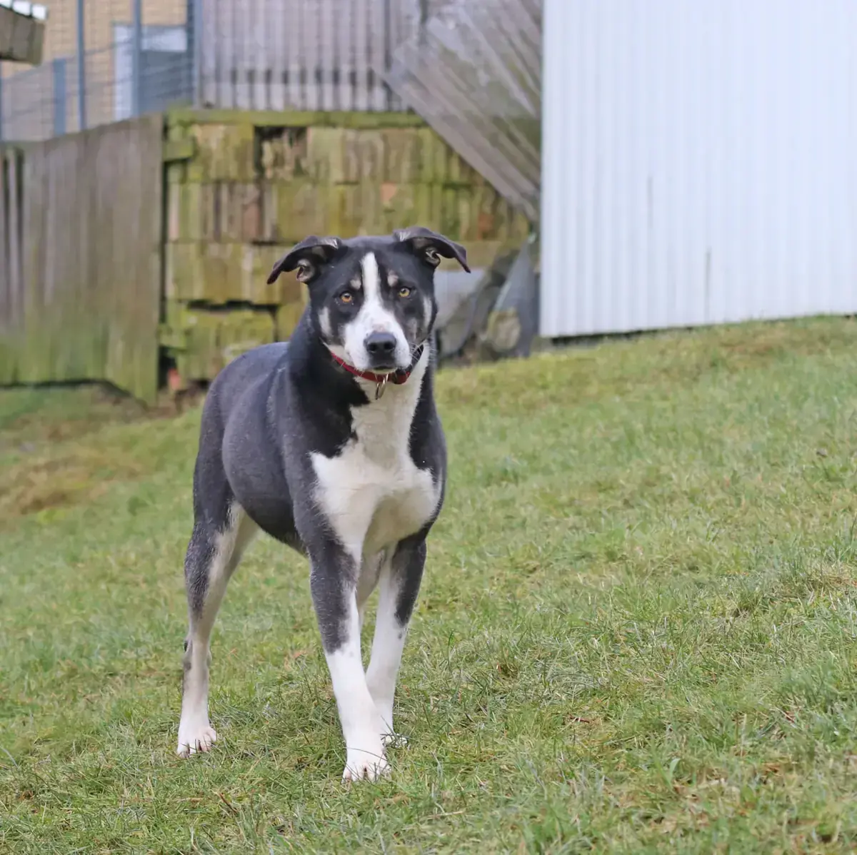 Buddy -  - Bild 13