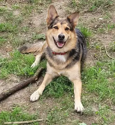 Bella – Deutscher Schäferhund – Bild 2