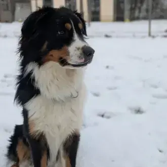Samu - Australian Shepherd - Bild 4