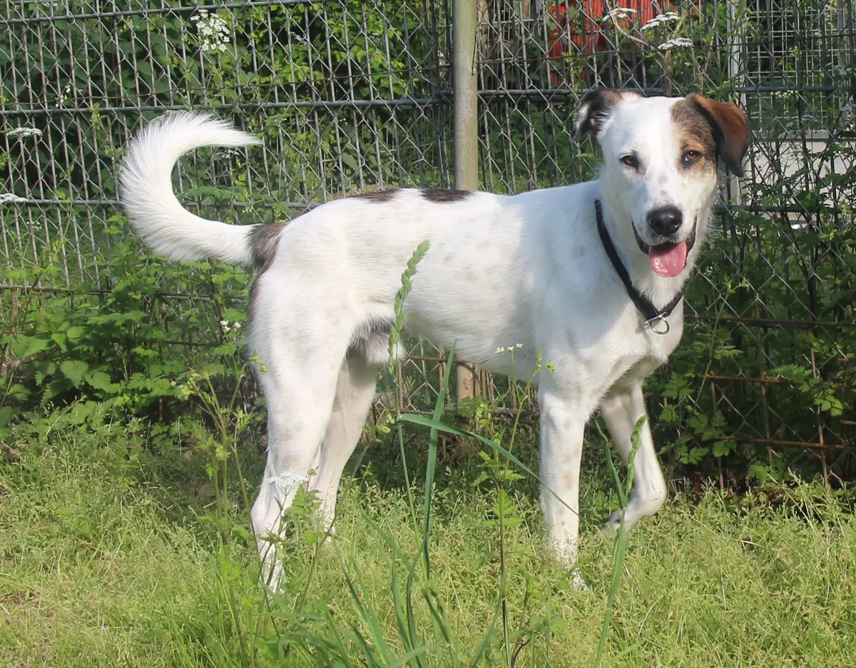 Benny -  - Bild 2