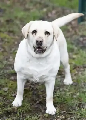 Lady Pummeluff – Labrador Retriever – Bild 2
