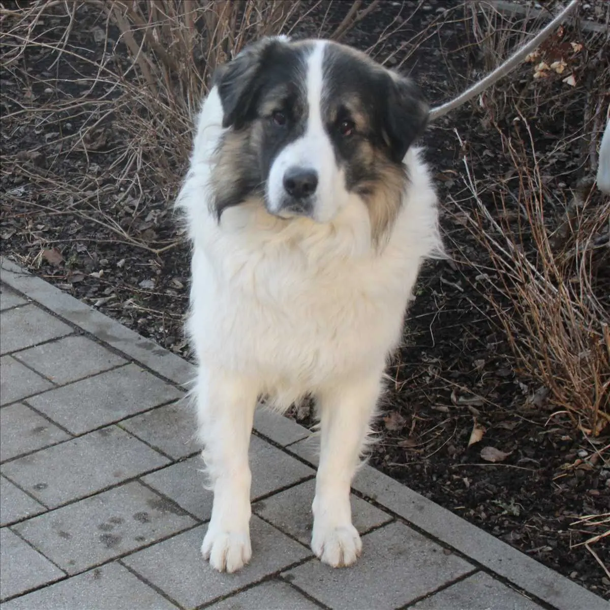 Rudi -  - Bild 1