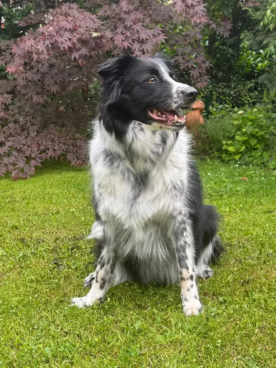 Rey - Border Collie - Bild 4