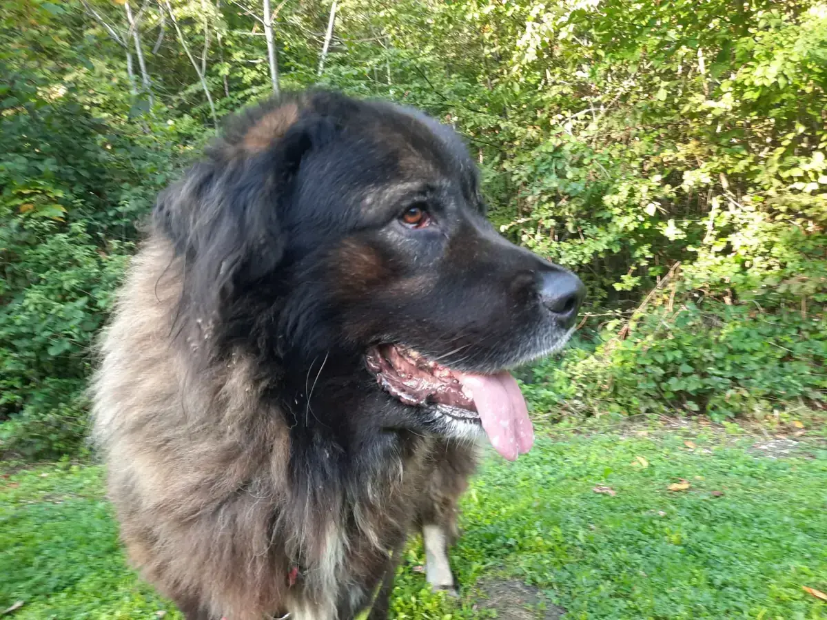 Goliath – Leonberger – Bild 3