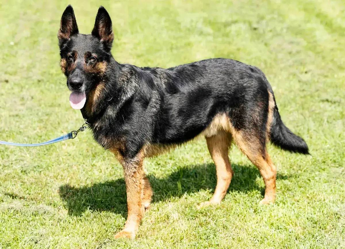 Miko - Deutscher Schäferhund - Bild 4