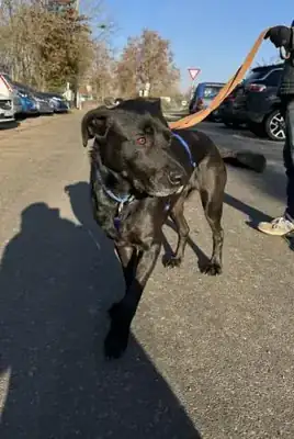 Yoshi – Labrador Retriever – Bild 2