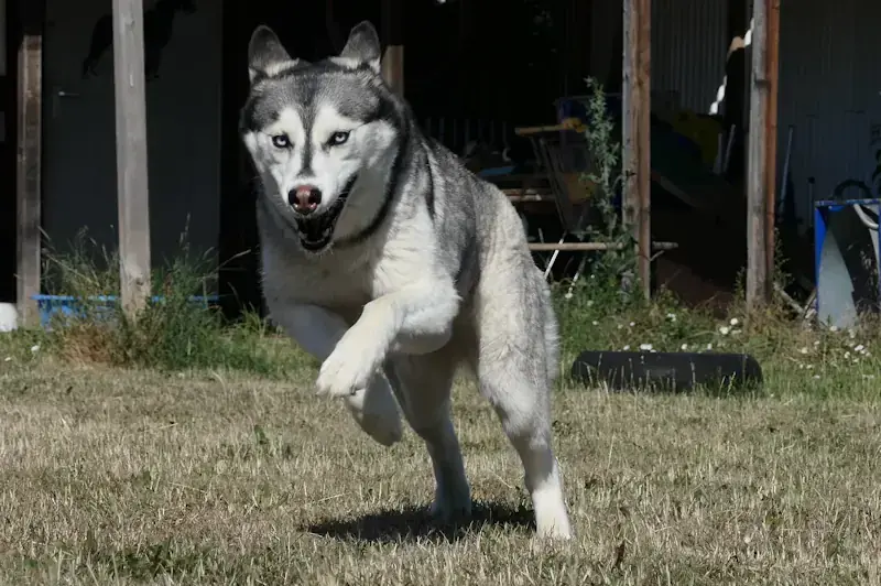 Tina - Siberian Husky - Bild 2