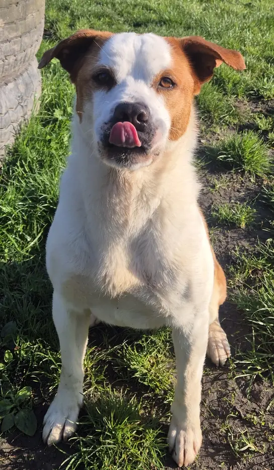 Boli -  - Bild 4