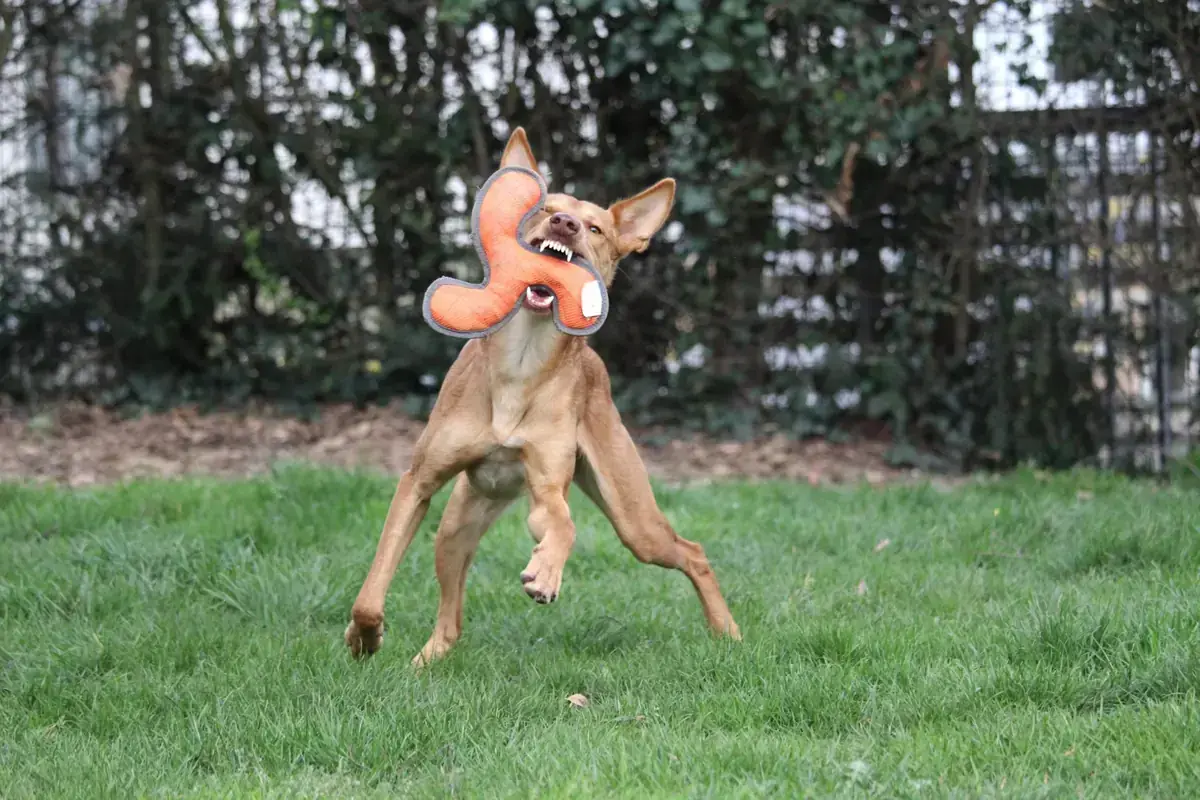Baco - Podenco Canario - Bild 7