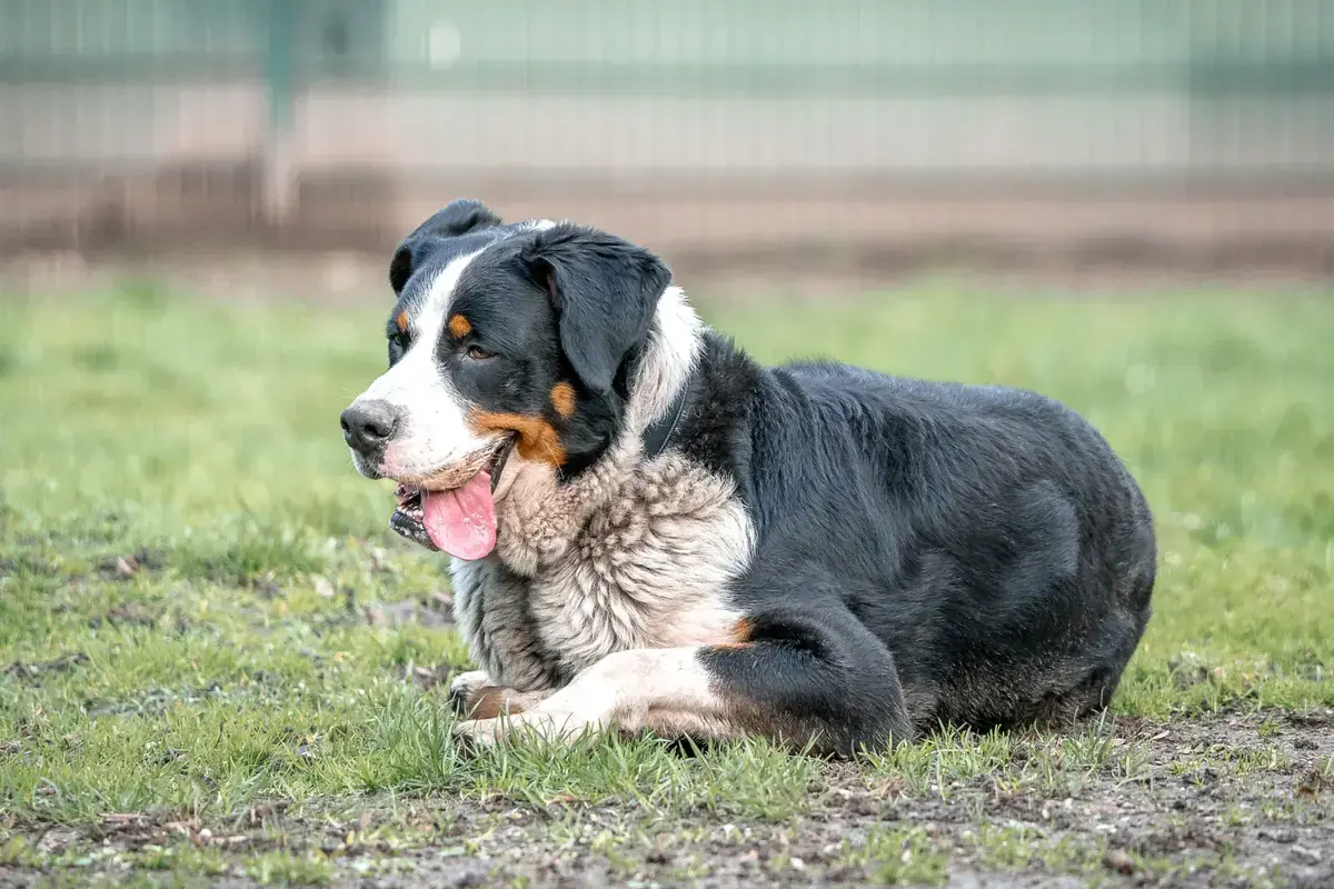 Bruno -  - Bild 2