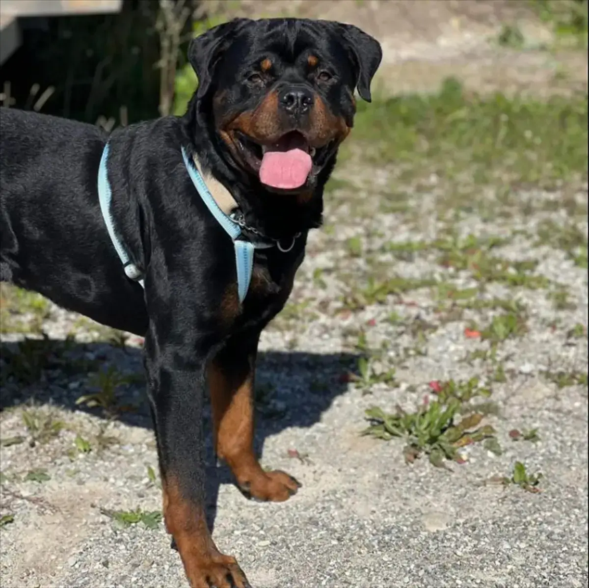 CHICCO - Rottweiler - Bild 3