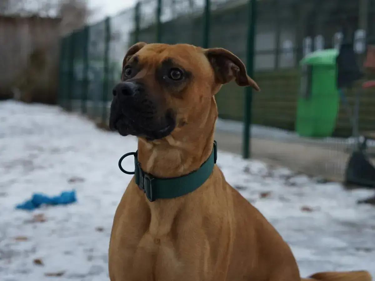 Mocca -  - Bild 2