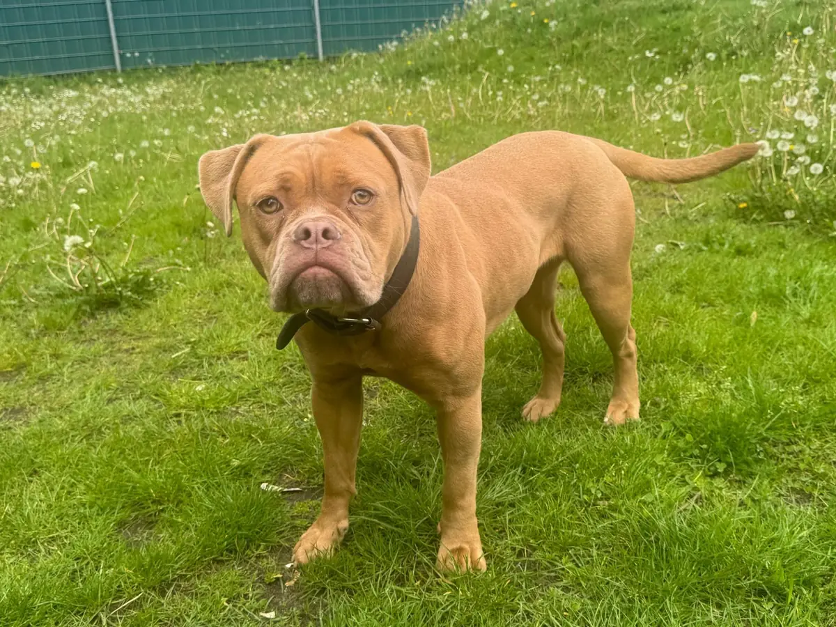 Emmy - Englische Bulldogge - Bild 1
