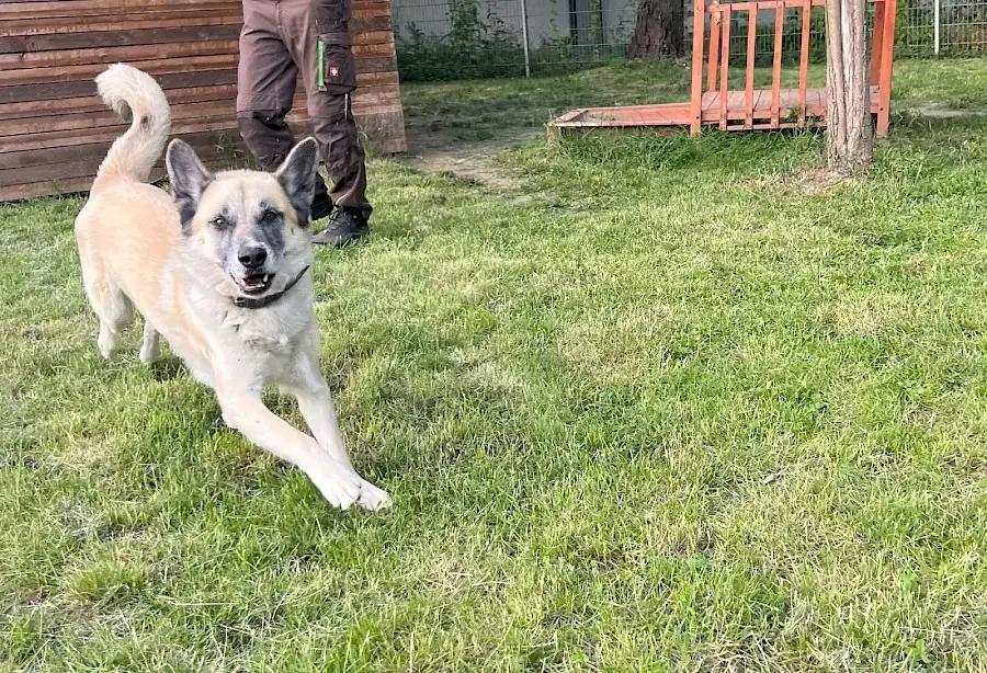 Chester - Deutscher Schäferhund - Bild 10