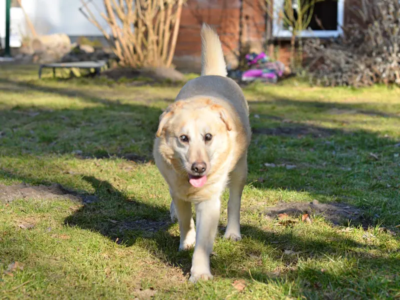 Nestor - Labrador Retriever - Bild 3