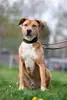Ben - Rhodesian Ridgeback - Bild 7