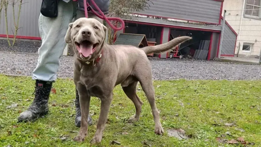 Milo - Labrador Retriever - Bild 1