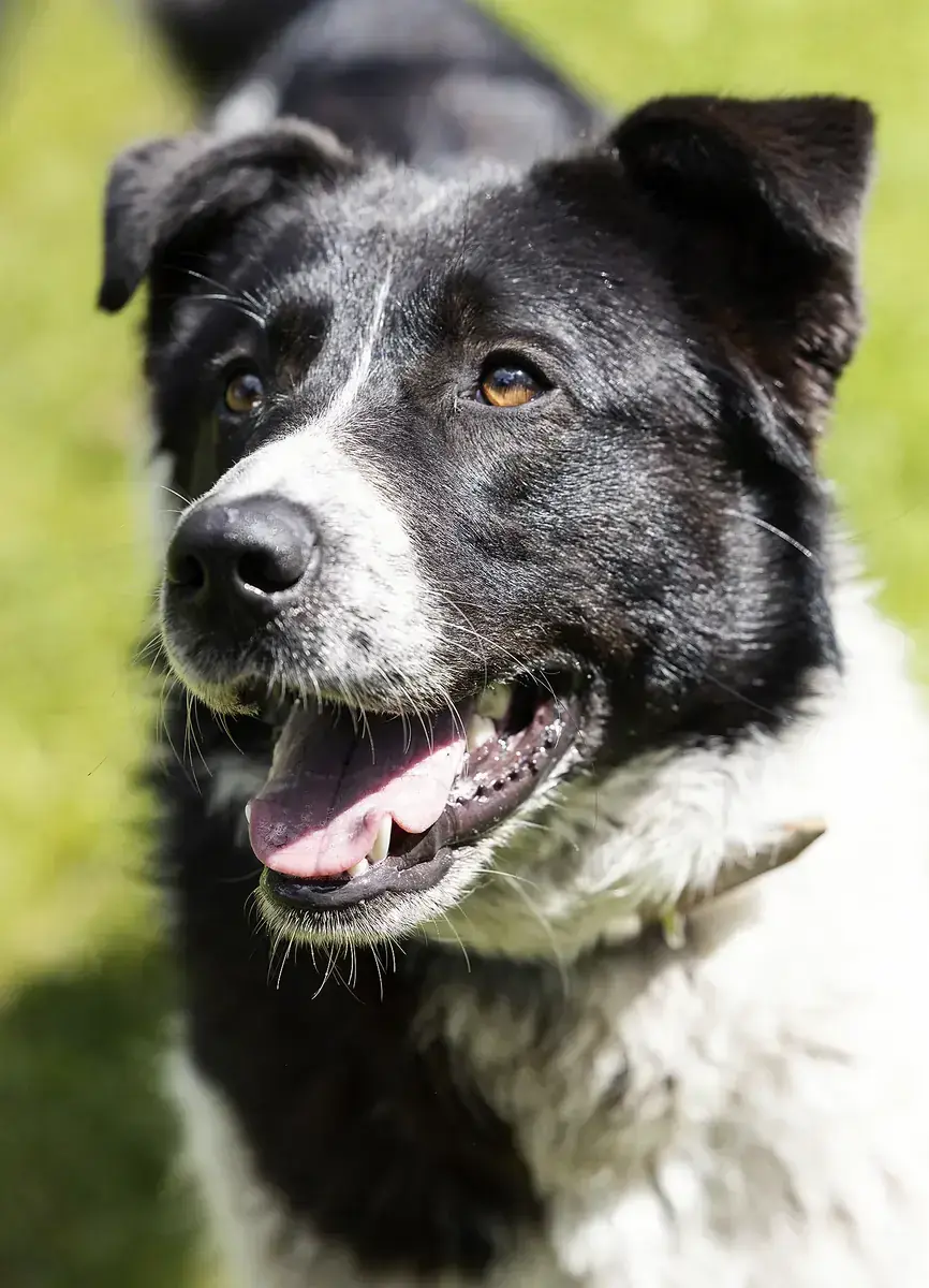Dieter -  - Bild 5